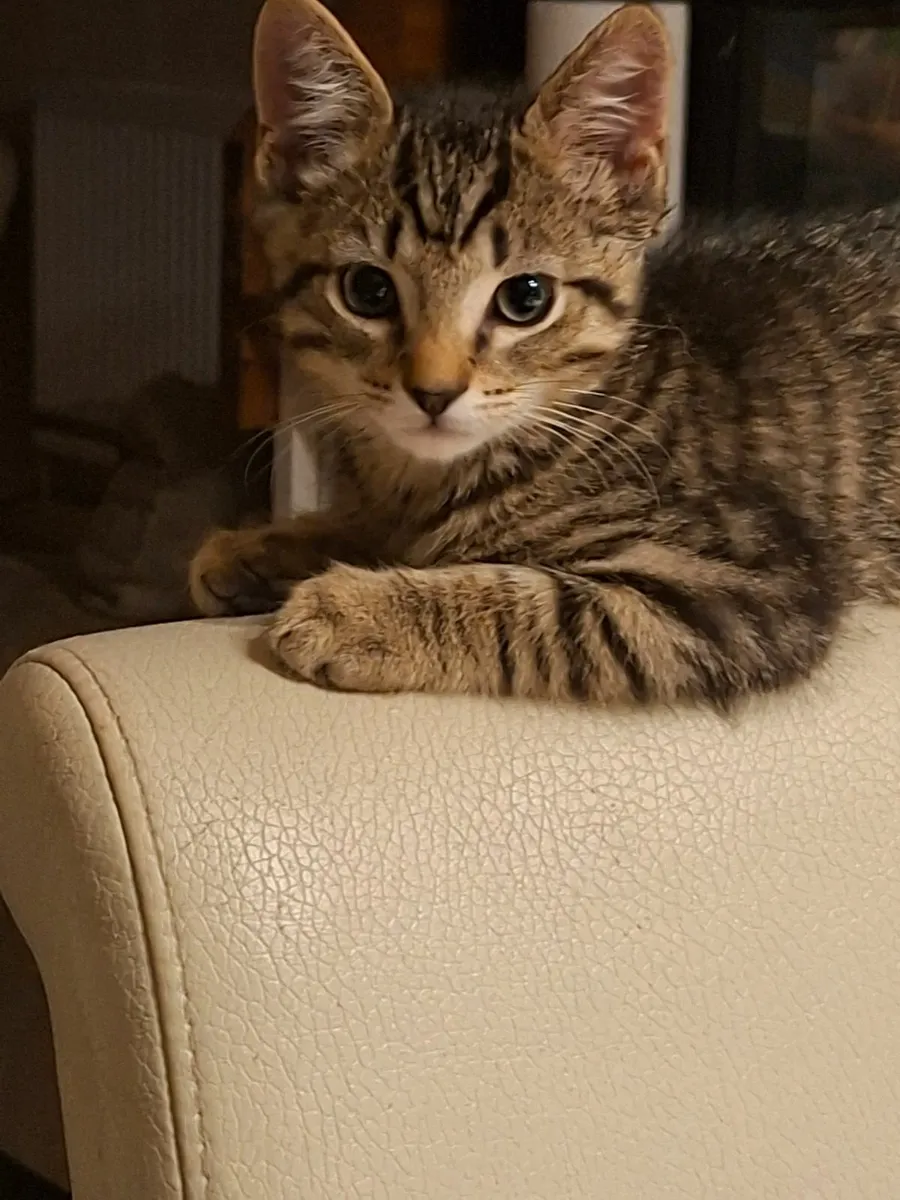 Cat - Image 1