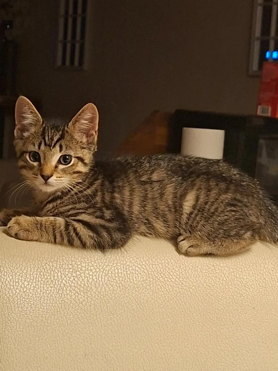 Cat - Image 4