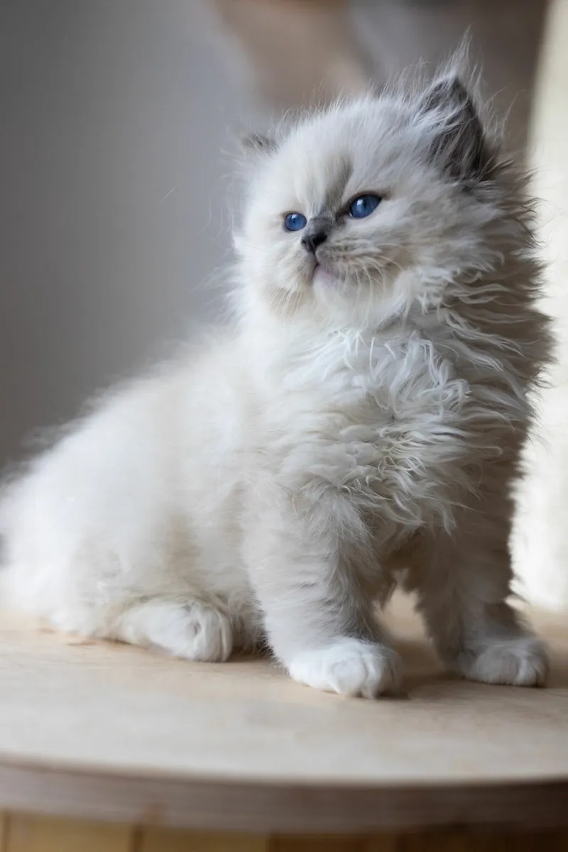 Registered Ragdoll - Image 1