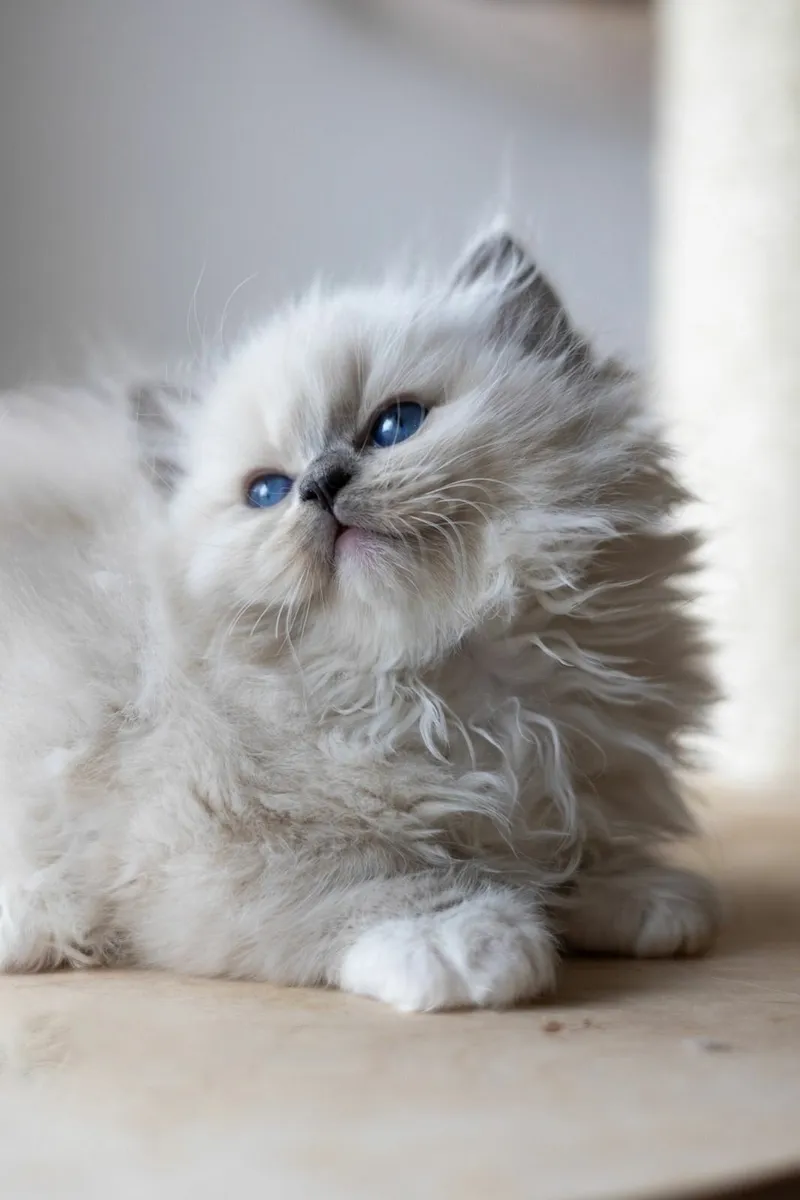 Registered Ragdoll - Image 2