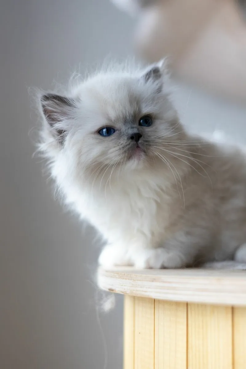 Registered Ragdoll - Image 3