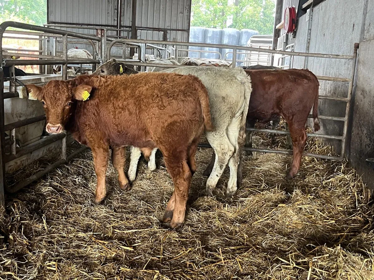 5 super continental bull weanlings - Image 1