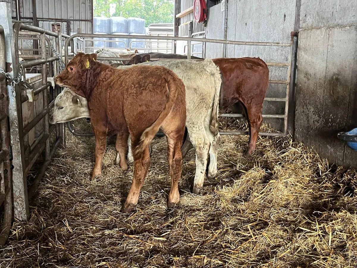 5 super continental bull weanlings - Image 2