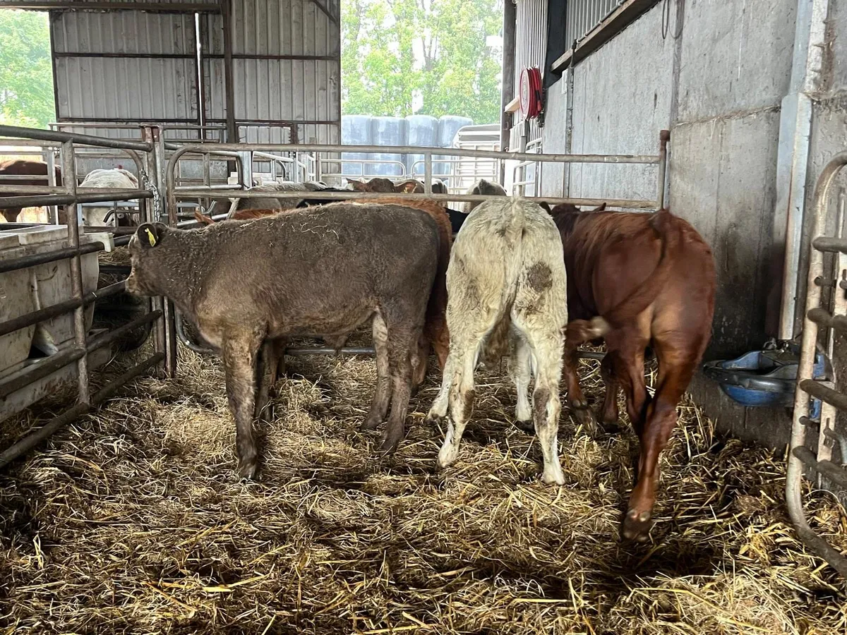 5 super continental bull weanlings - Image 4