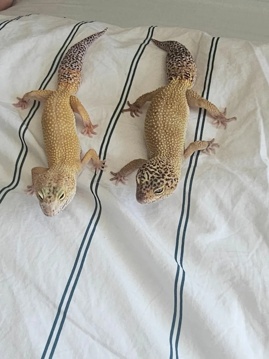 Lepord geckos - Image 2