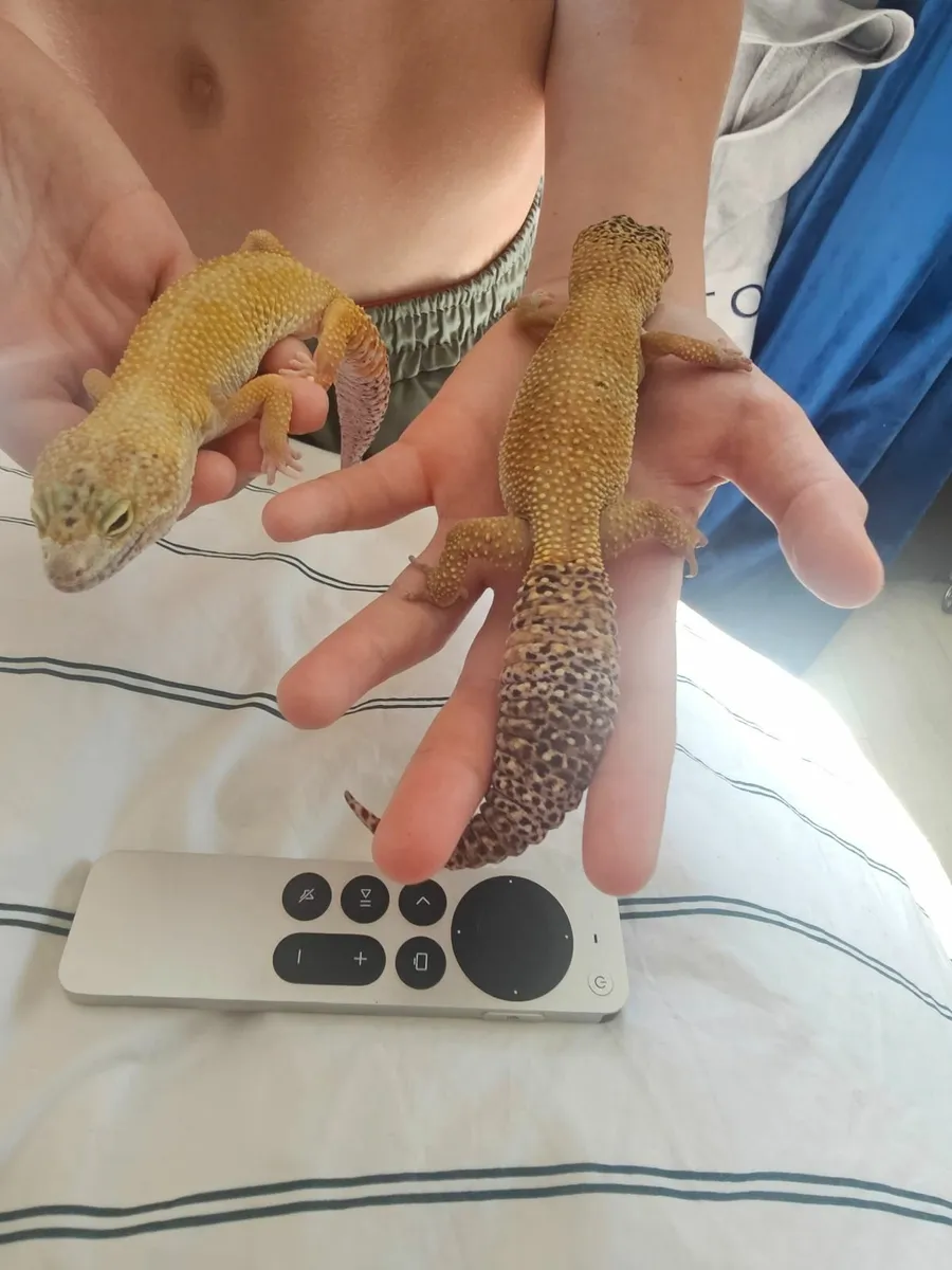 Lepord geckos - Image 3