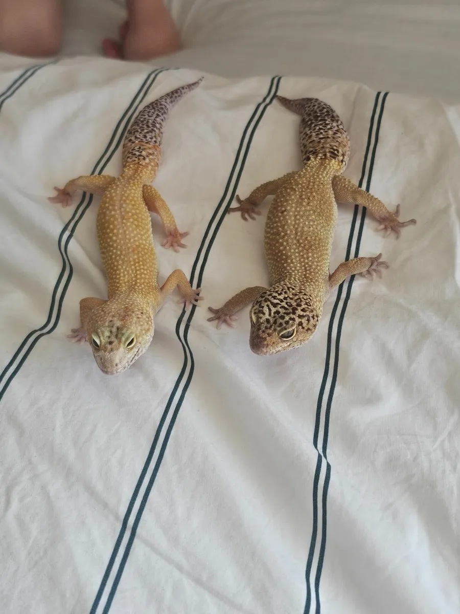 Lepord geckos - Image 4