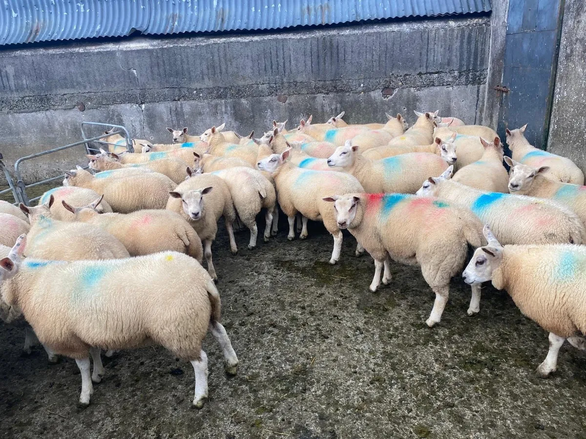 Ewe lambs - Image 1