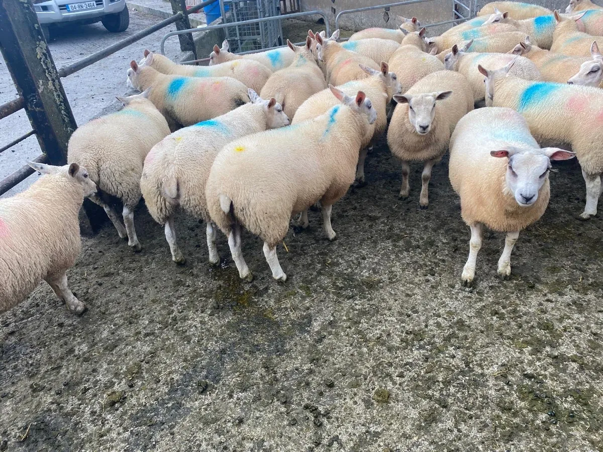 Ewe lambs - Image 2