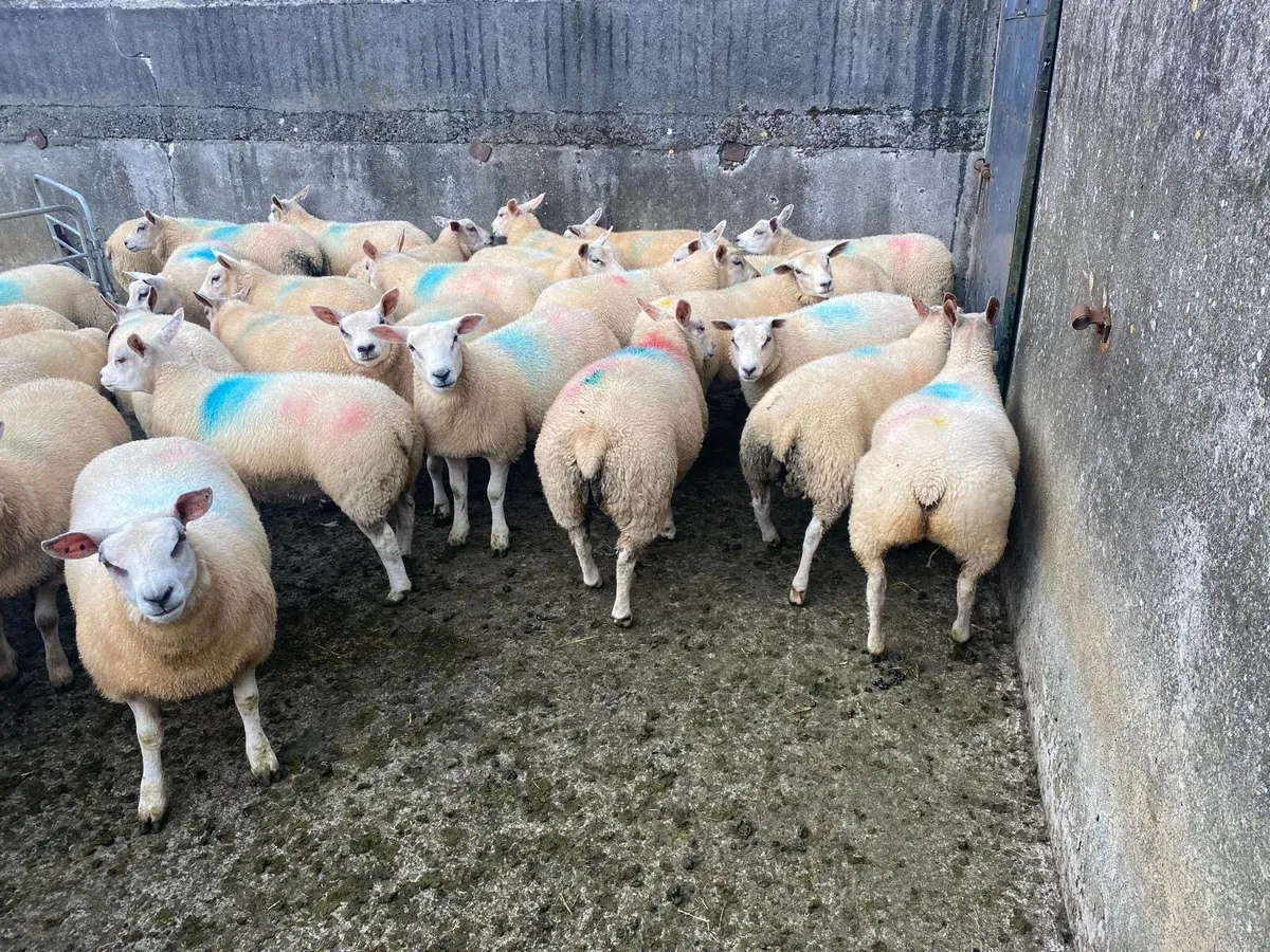 Ewe lambs - Image 3