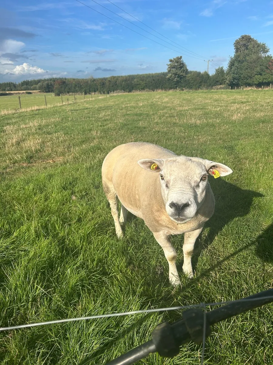 Texel Ram - Image 1