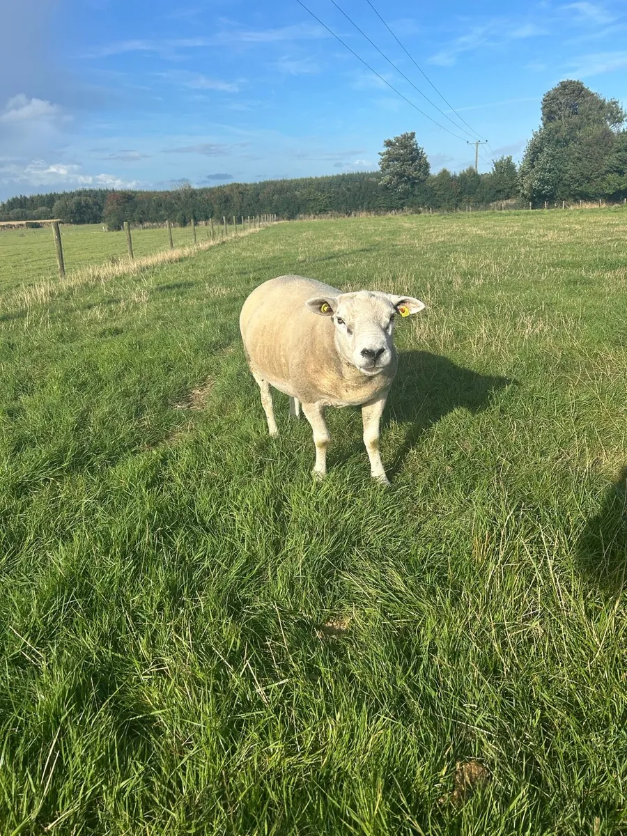 Texel Ram - Image 3