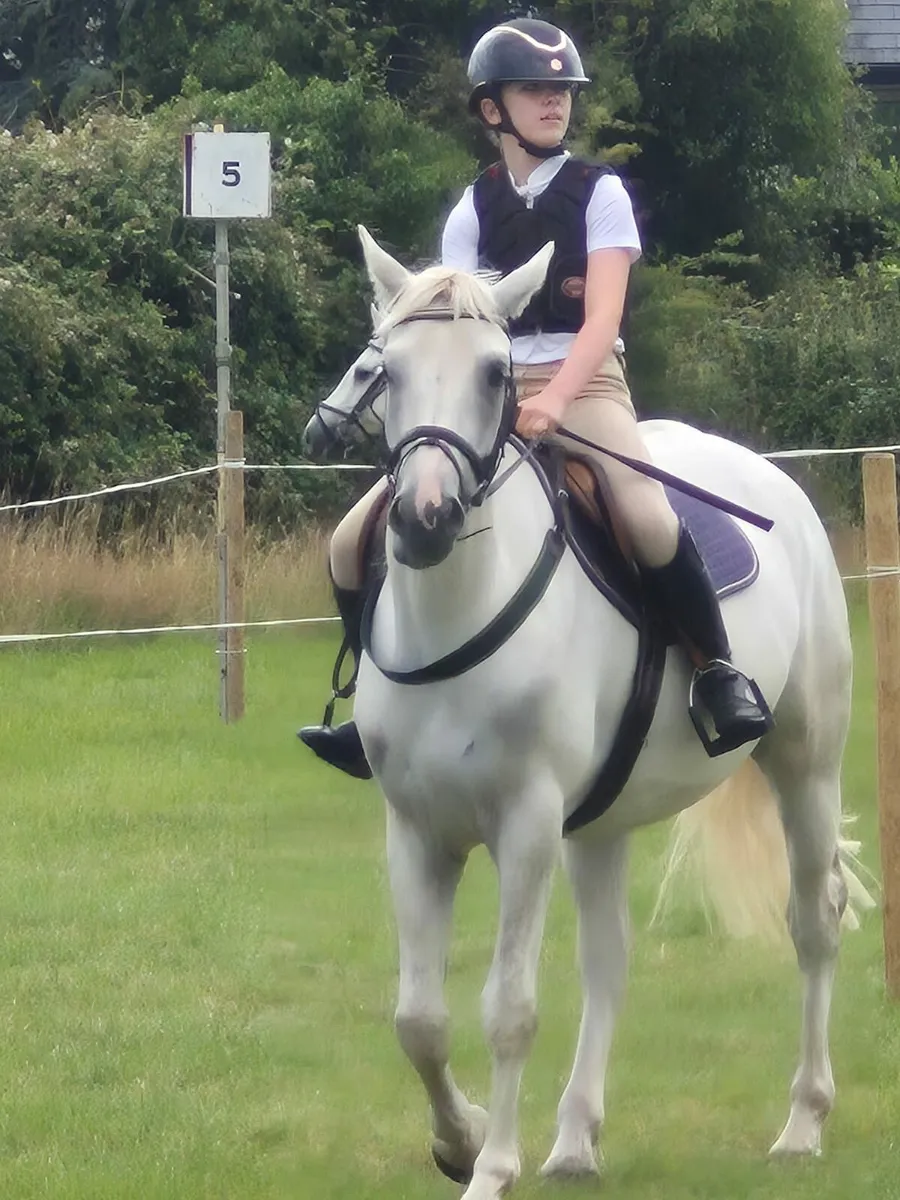 Raheenagurren stables - Image 2