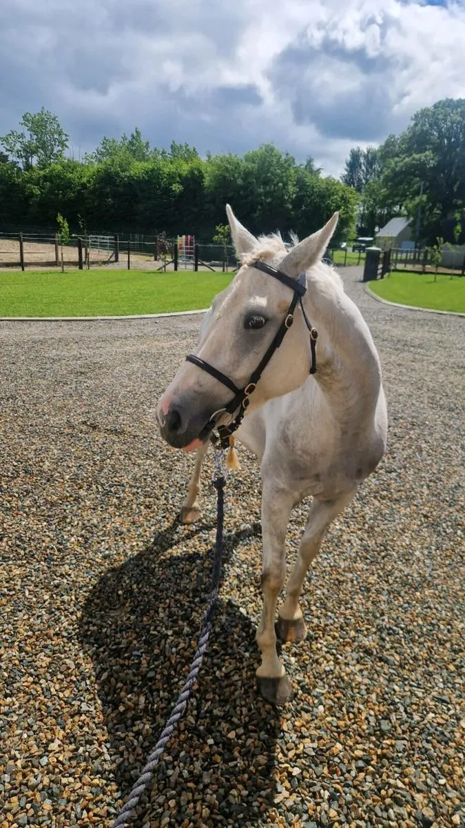 Raheenagurren stables - Image 4