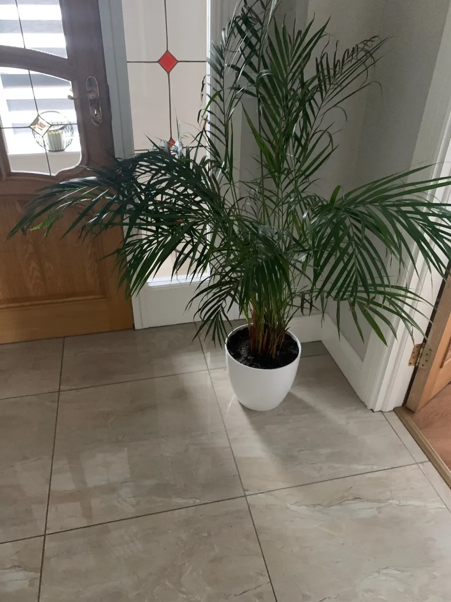 House plant