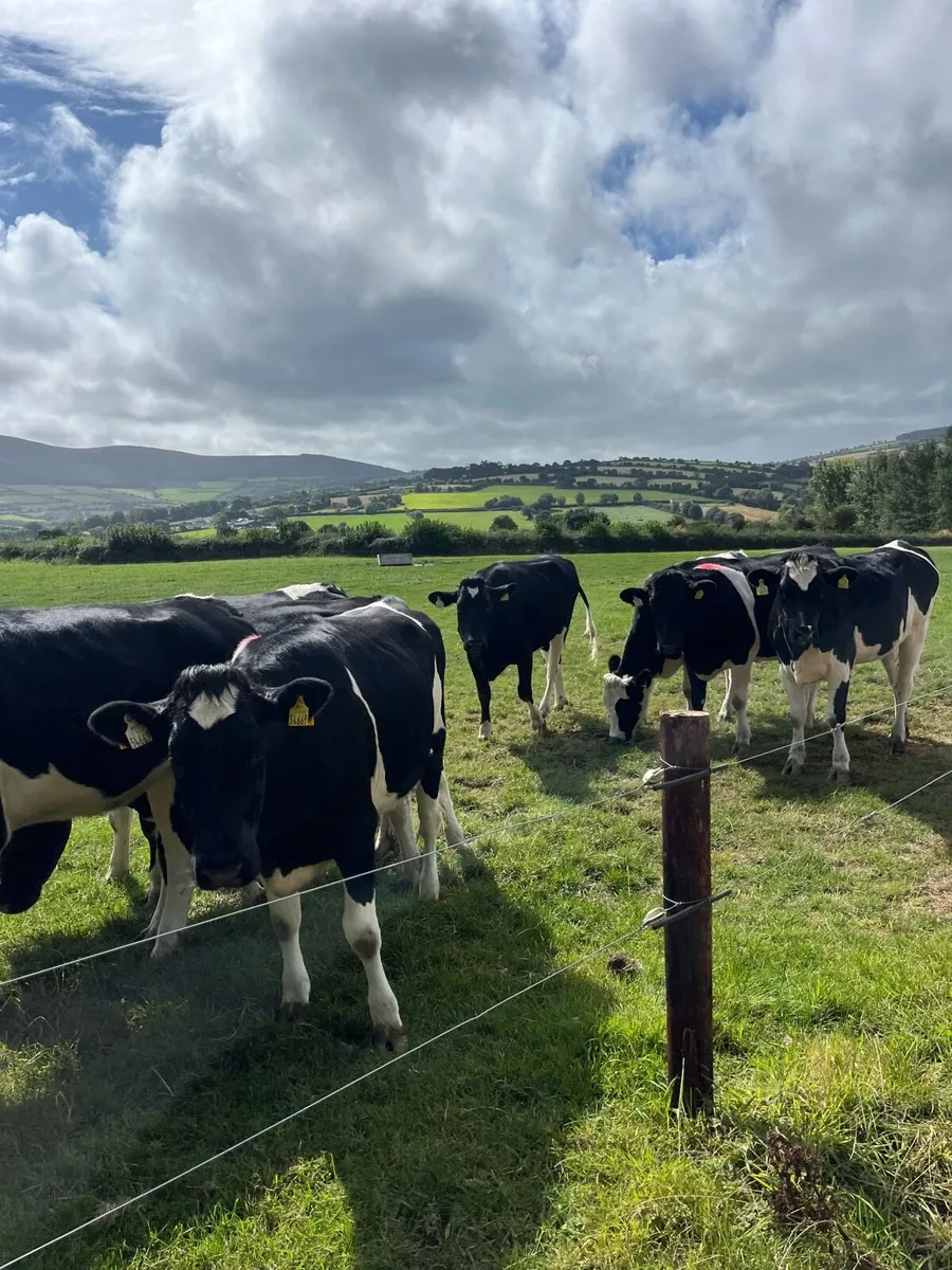 10 Incalf FR heifers - Image 3