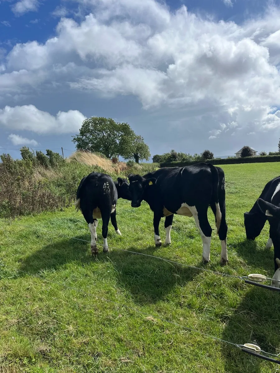 10 Incalf FR heifers - Image 4