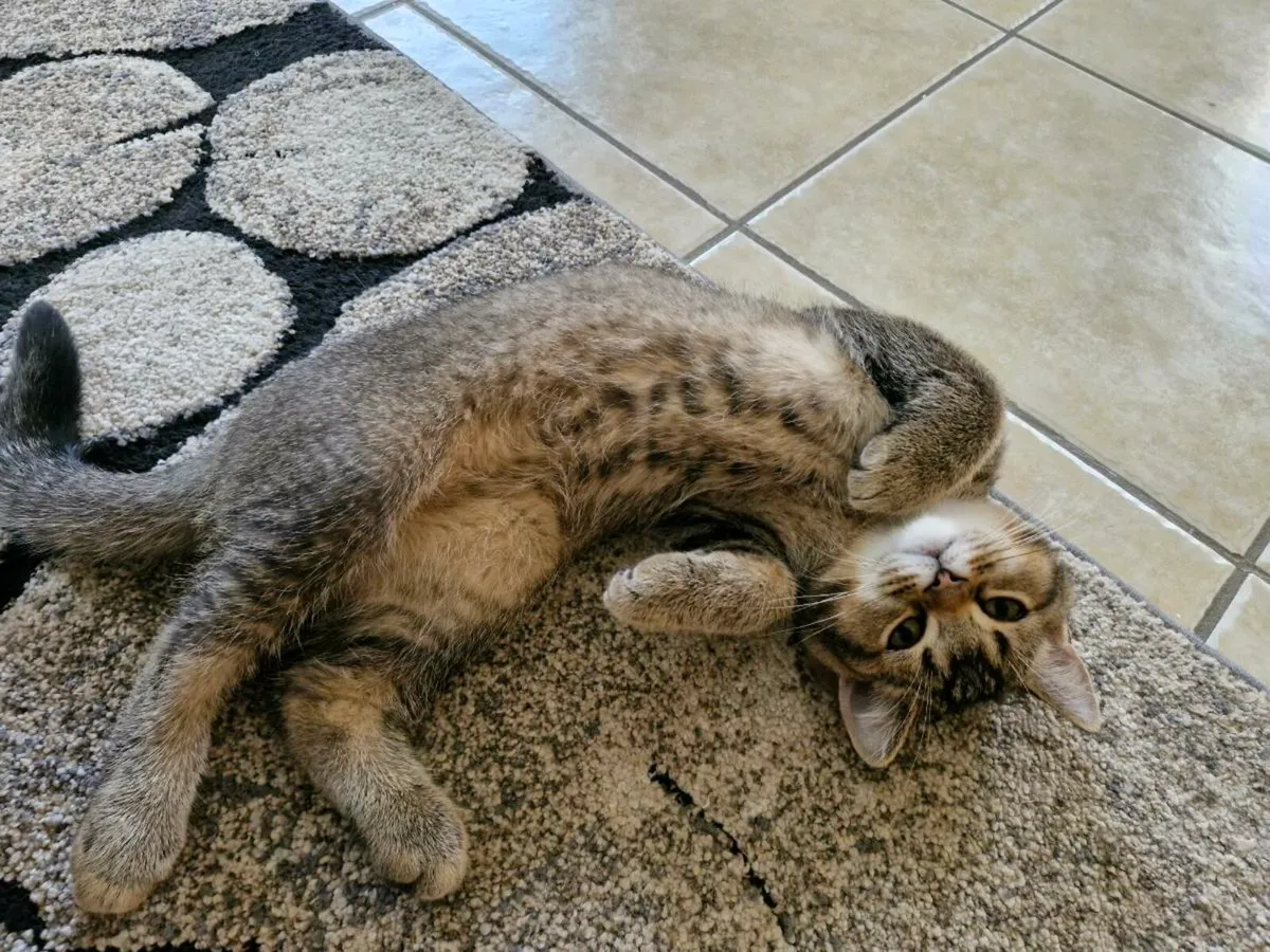 Genuine Golden Marble Purebred British Shorthair - Image 1