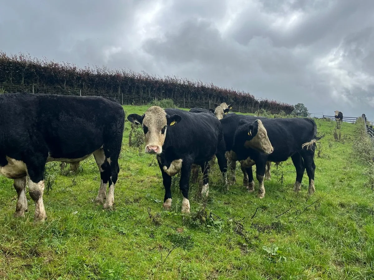 8 super 500 kg Hereford bullocks - Image 2