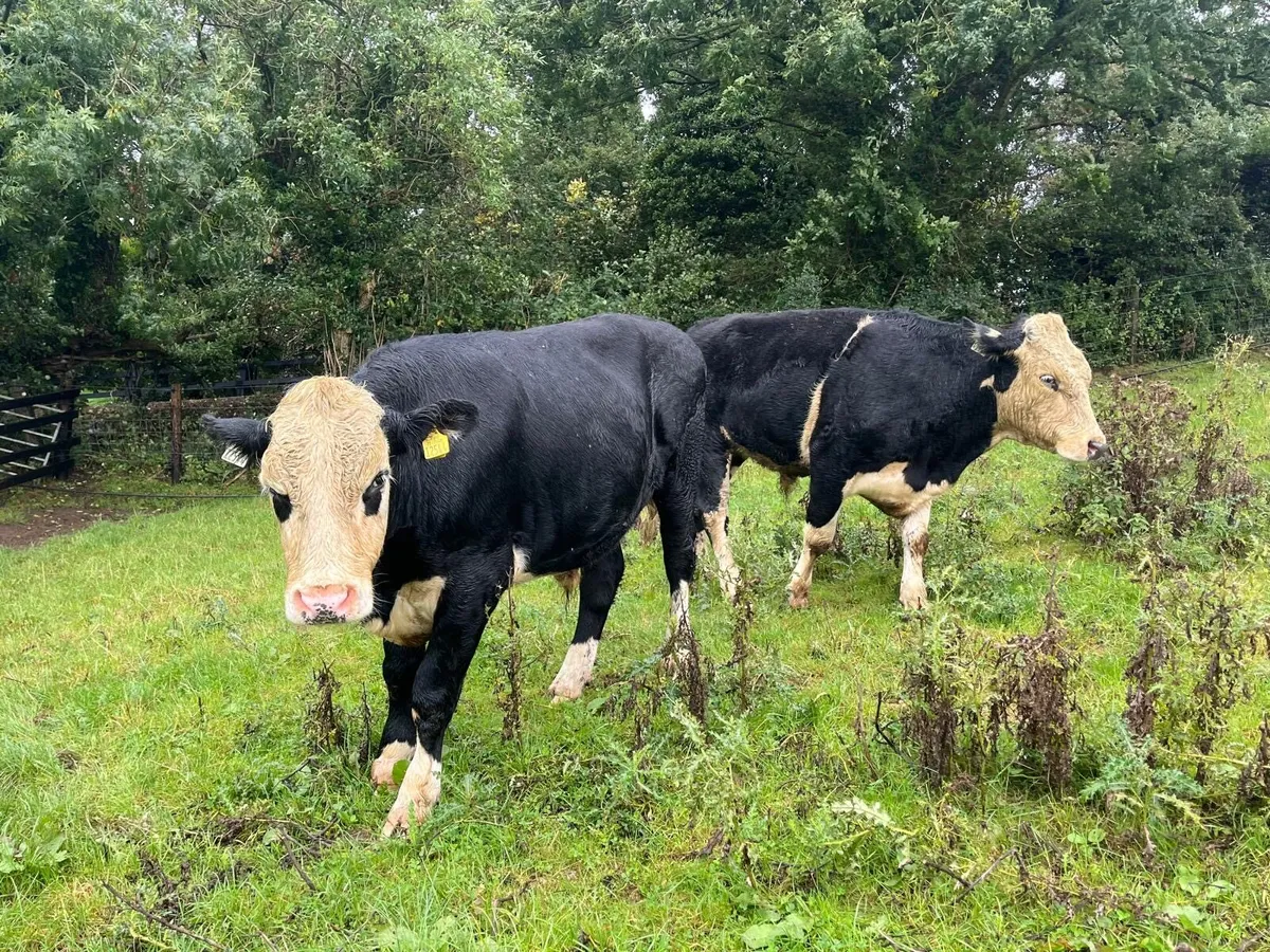 8 super 500 kg Hereford bullocks - Image 4