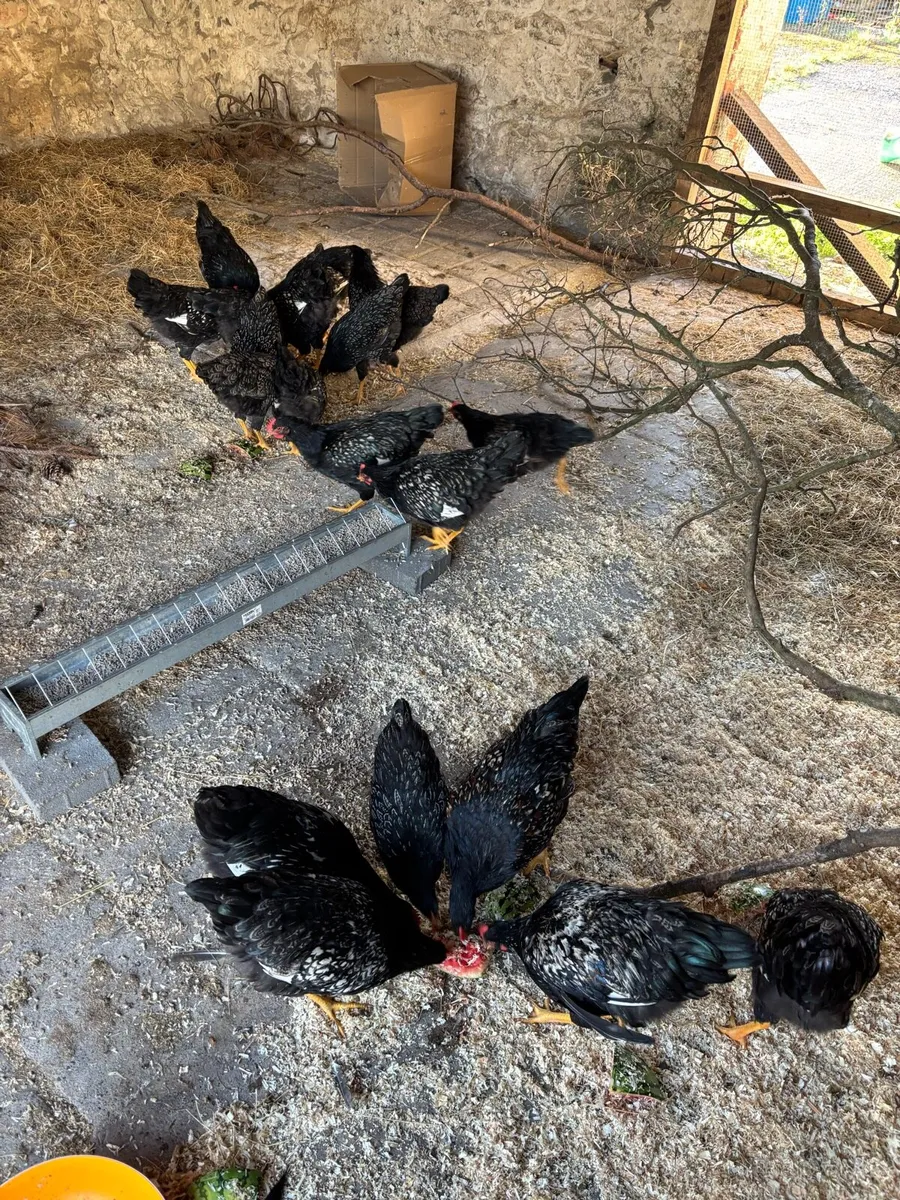 10 Barnevelder Roosters