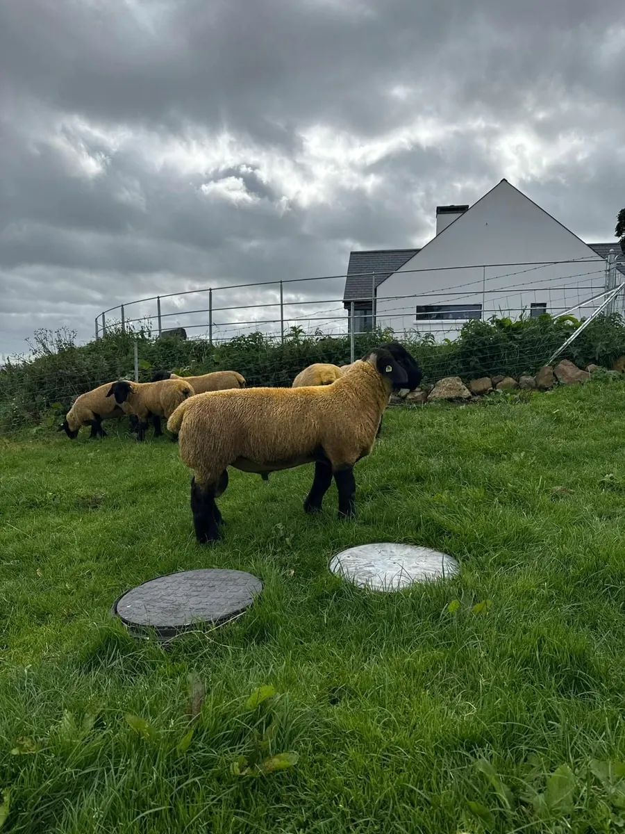 Gortmore Pedigree Suffolk Ram Lambs & Shearlings - Image 1