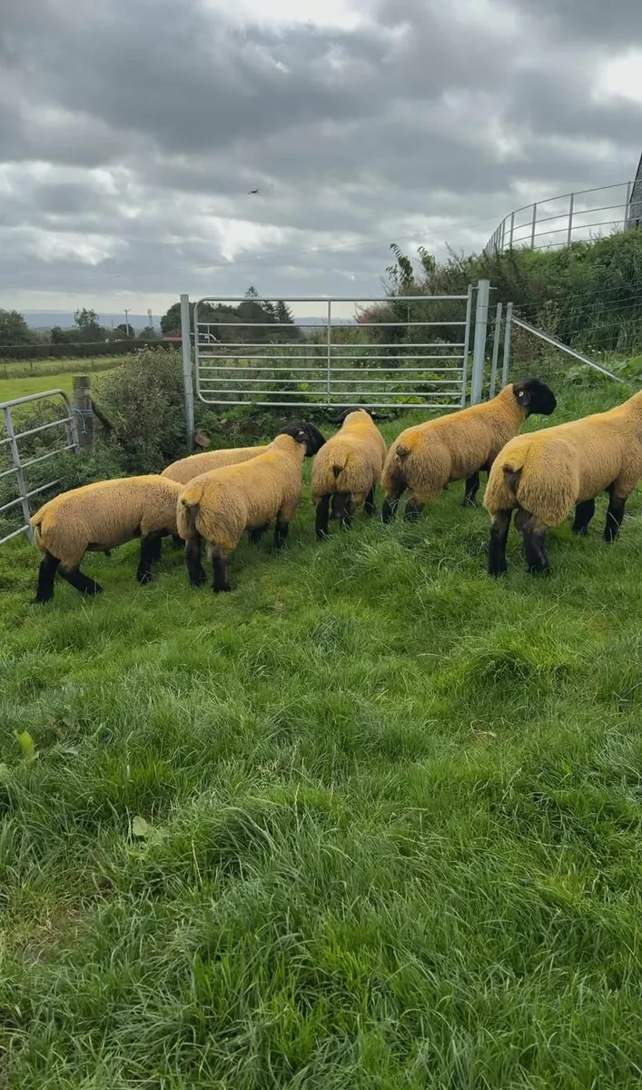 Gortmore Pedigree Suffolk Ram Lambs & Shearlings - Image 2