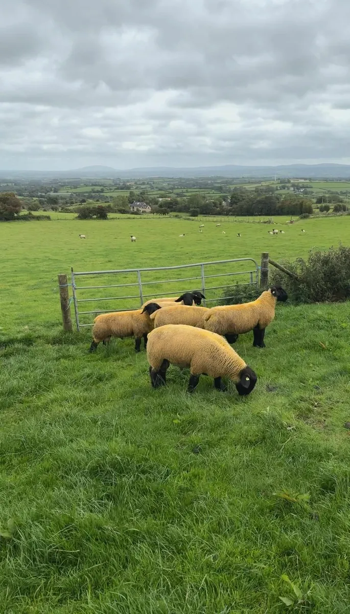 Gortmore Pedigree Suffolk Ram Lambs & Shearlings - Image 3