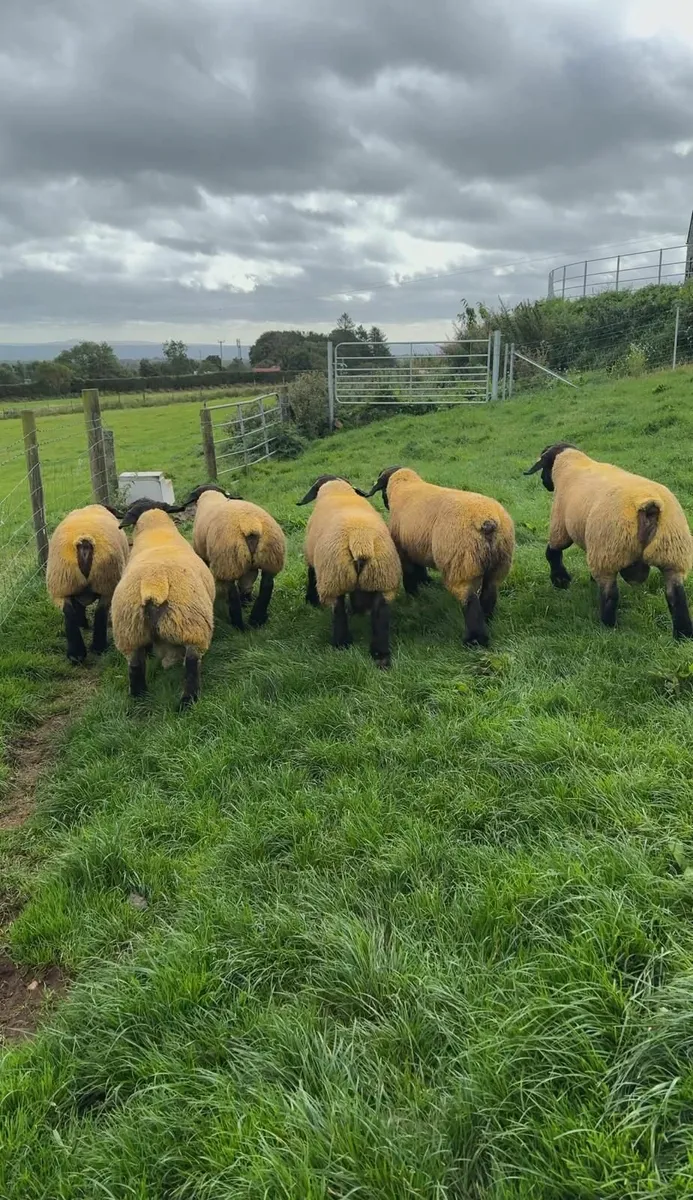 Gortmore Pedigree Suffolk Ram Lambs & Shearlings - Image 4