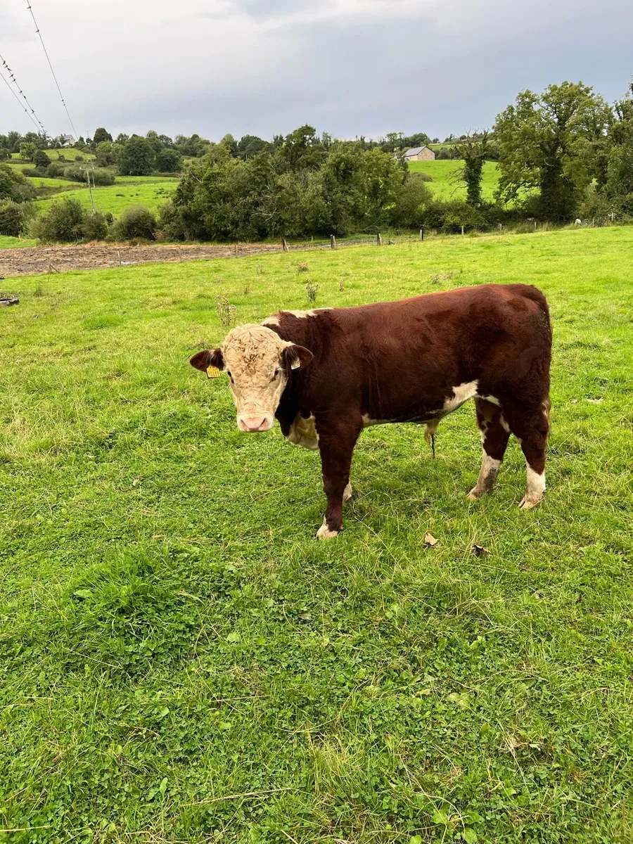 PBNR Bulls - Image 1