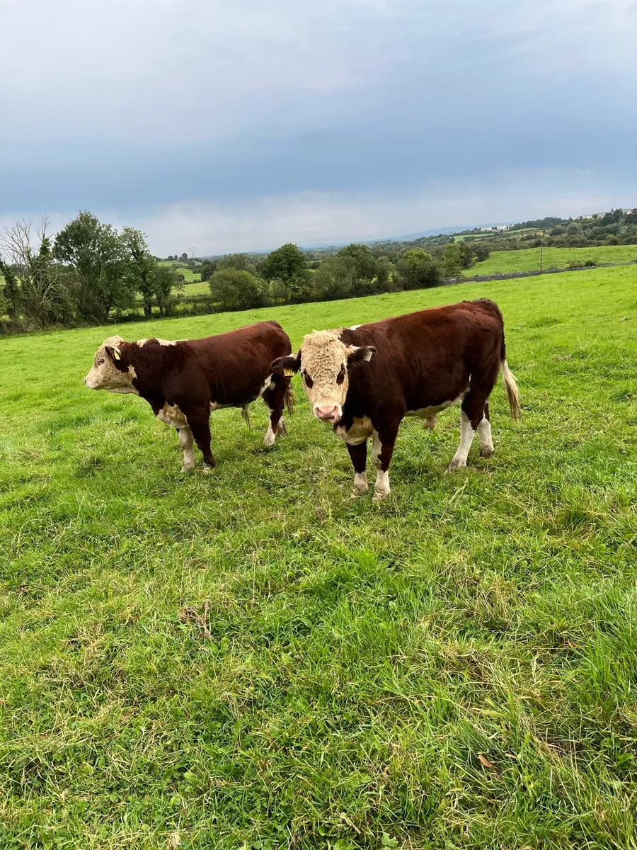 PBNR Bulls - Image 2