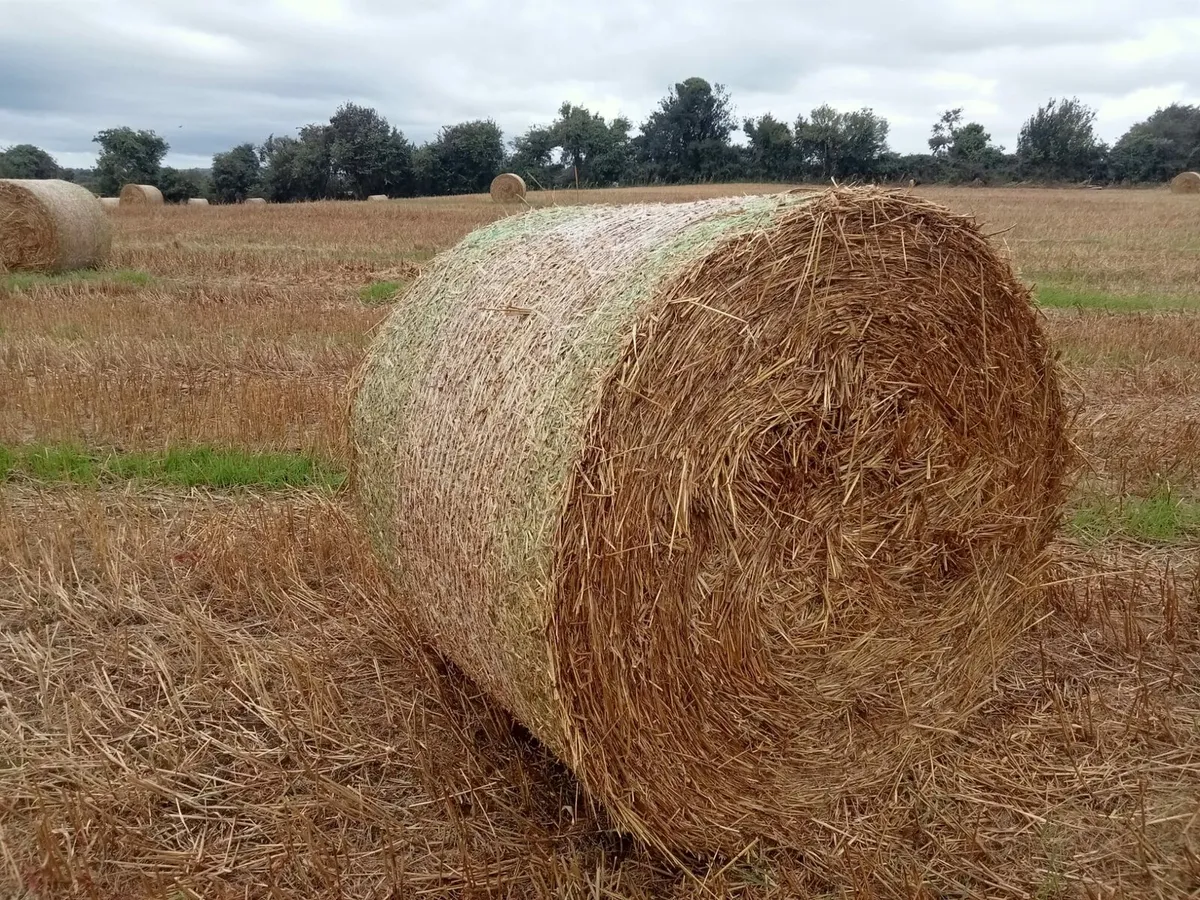 Good dry clean oaten straw for sale