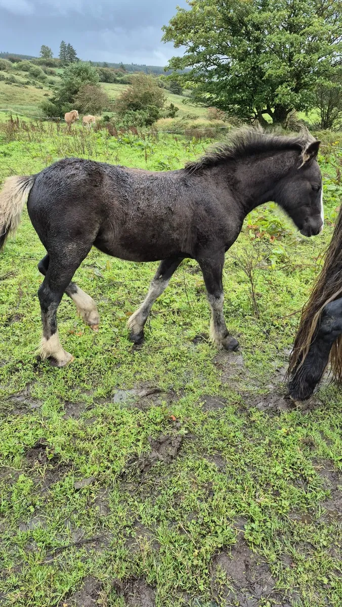 Foals - Image 2