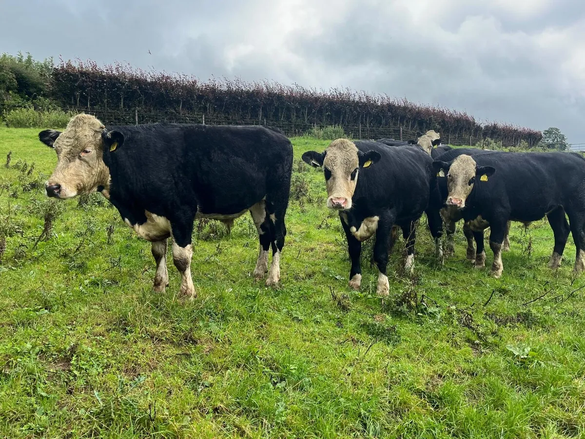 8 super 500 kg Hereford bullocks - Image 1