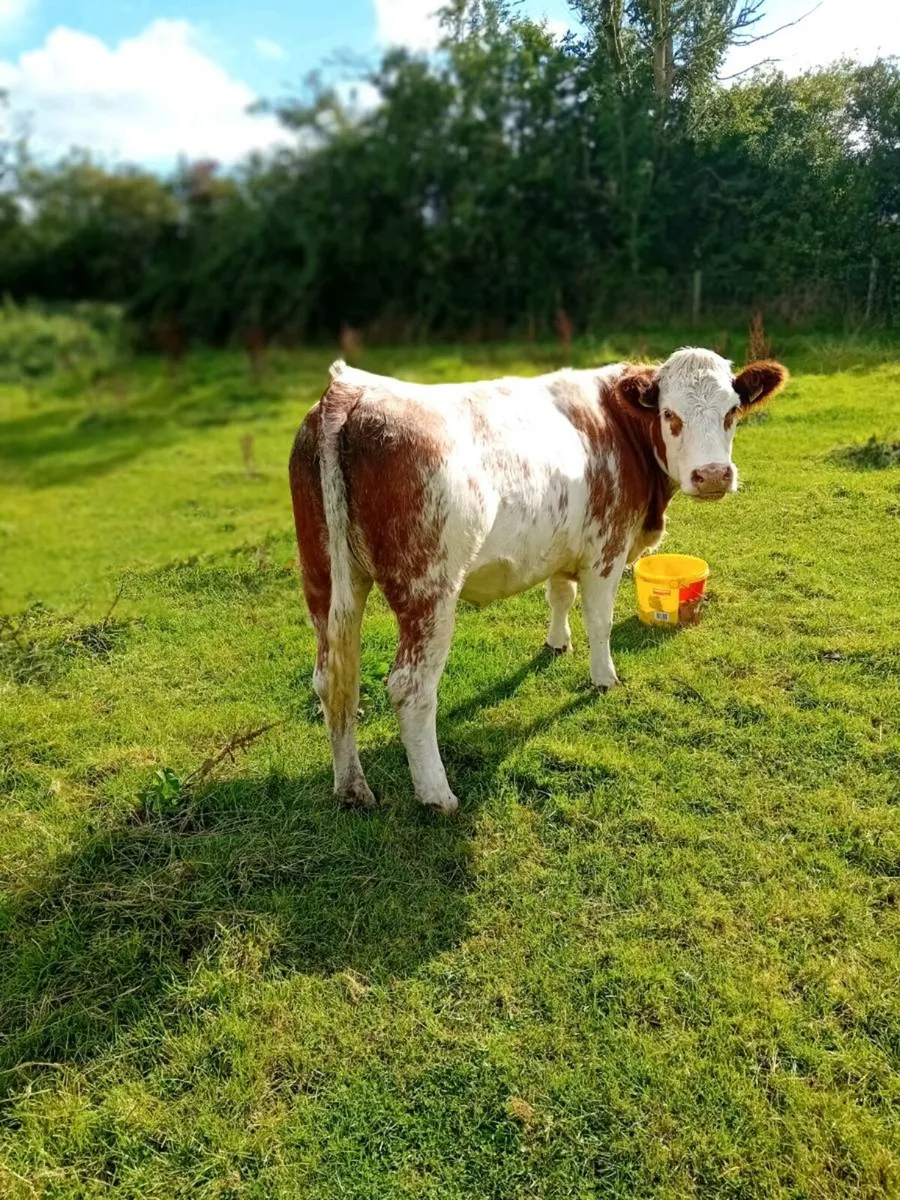 Shorthorn/Simm X Maiden Heifers - Image 1