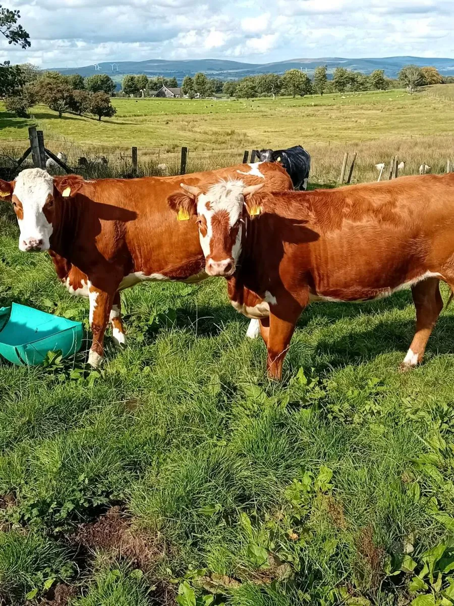 Shorthorn/Simm X Maiden Heifers - Image 3
