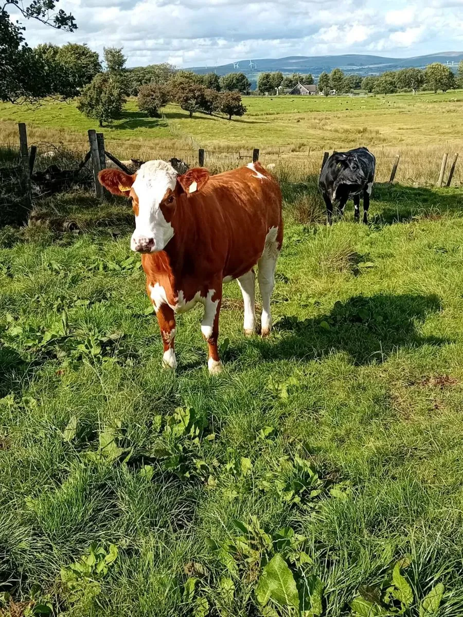 Shorthorn/Simm X Maiden Heifers - Image 4
