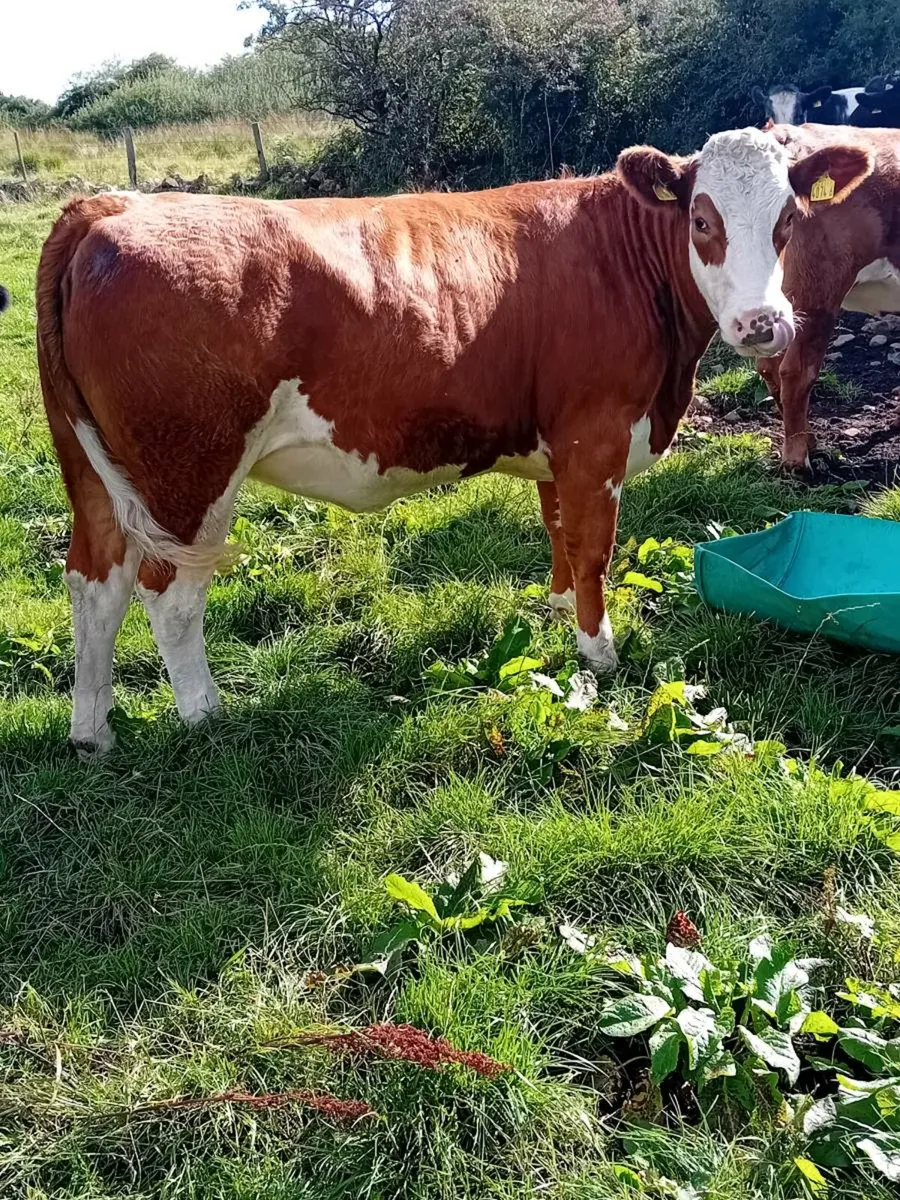 Shorthorn/Simm X Maiden Heifers - Image 1