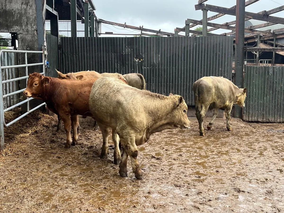 8 super  300 kg continental bullocks - Image 4