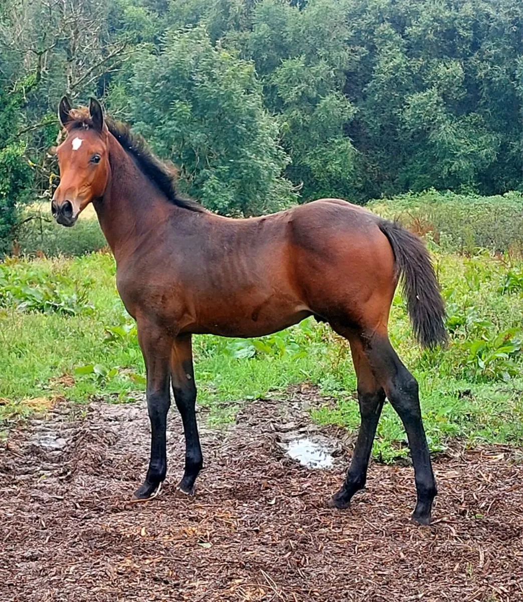 Top class event and show colt foals for sale - Image 1