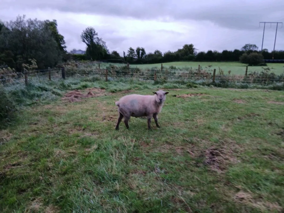 Vendeen Ram - Image 2