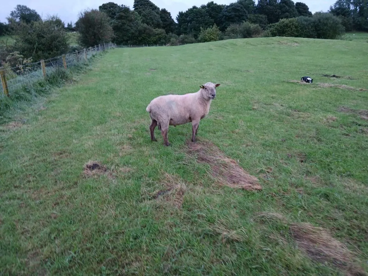 Vendeen Ram - Image 1