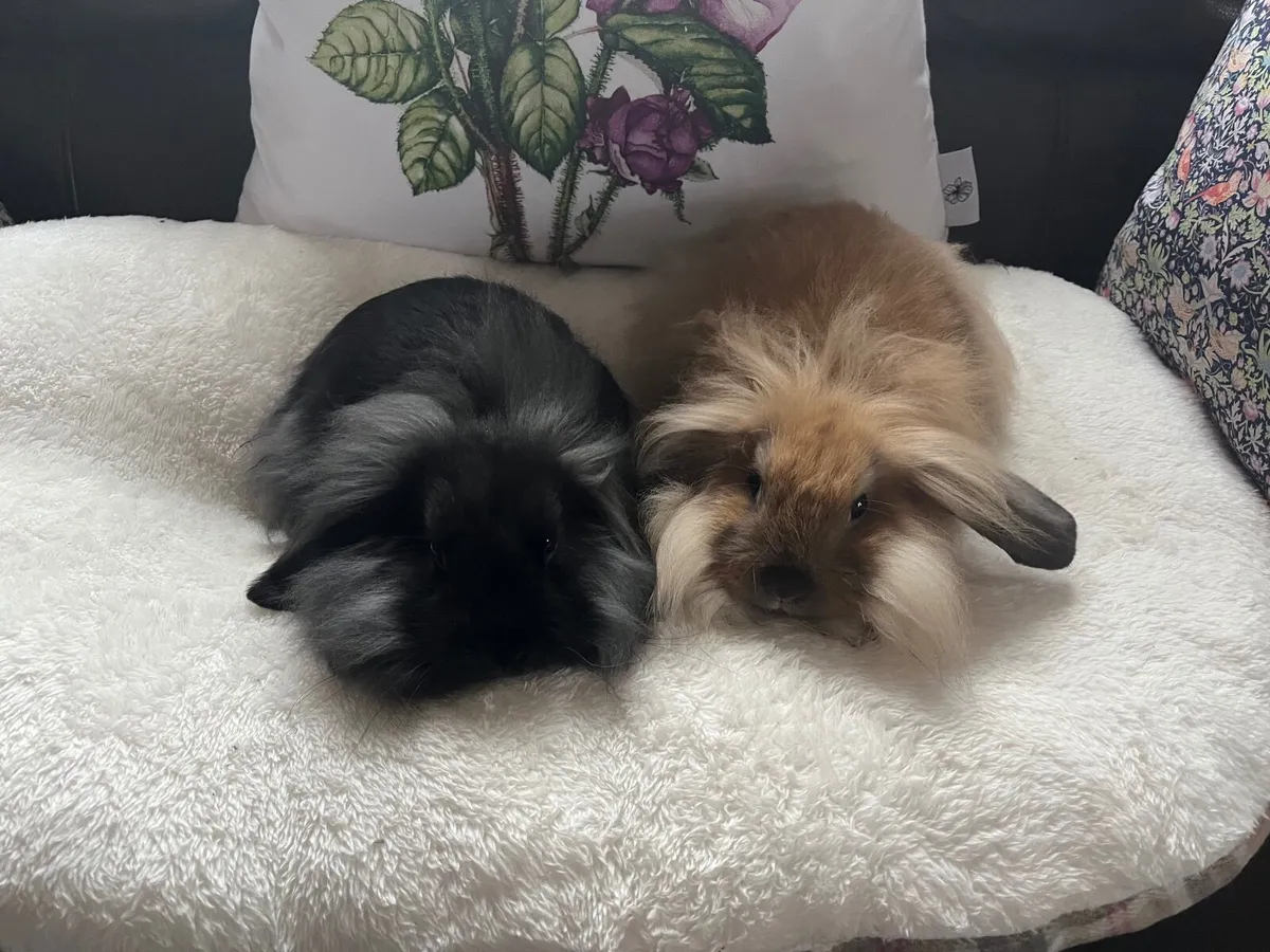 Rabbits - Image 1