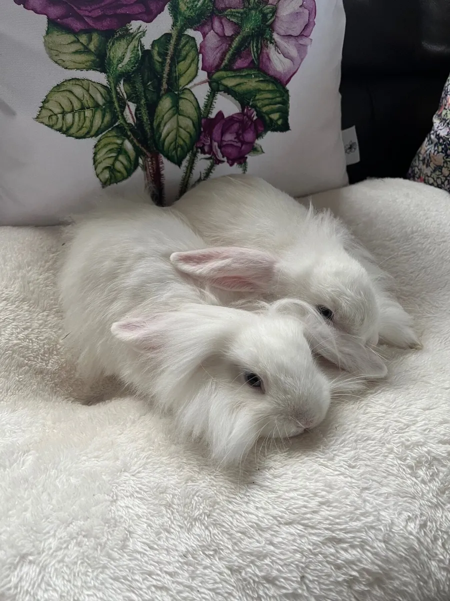 Rabbits - Image 3