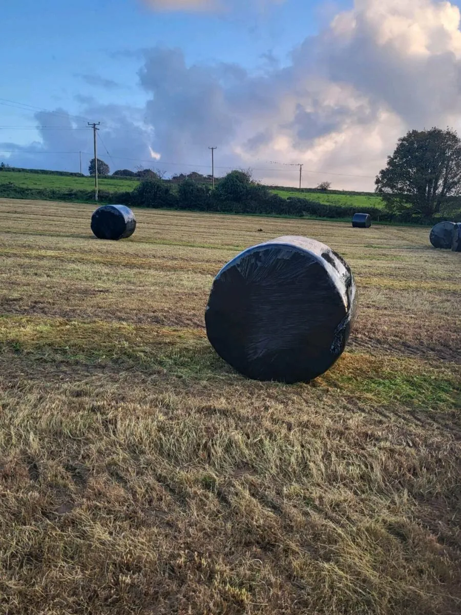 Silage bales - Image 1