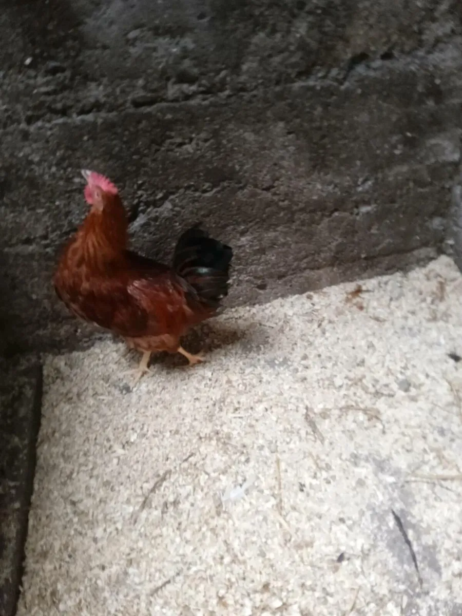Rooster - Image 1