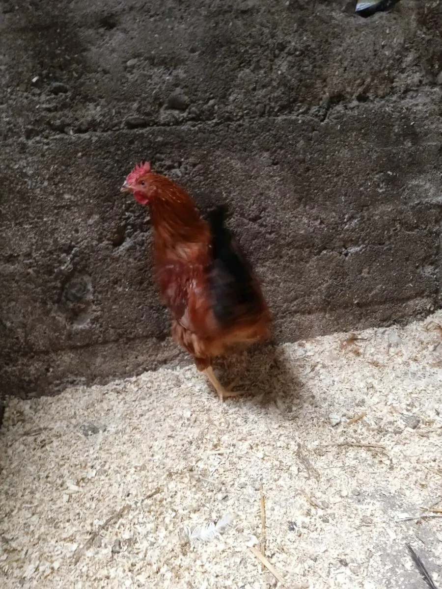 Rooster - Image 2
