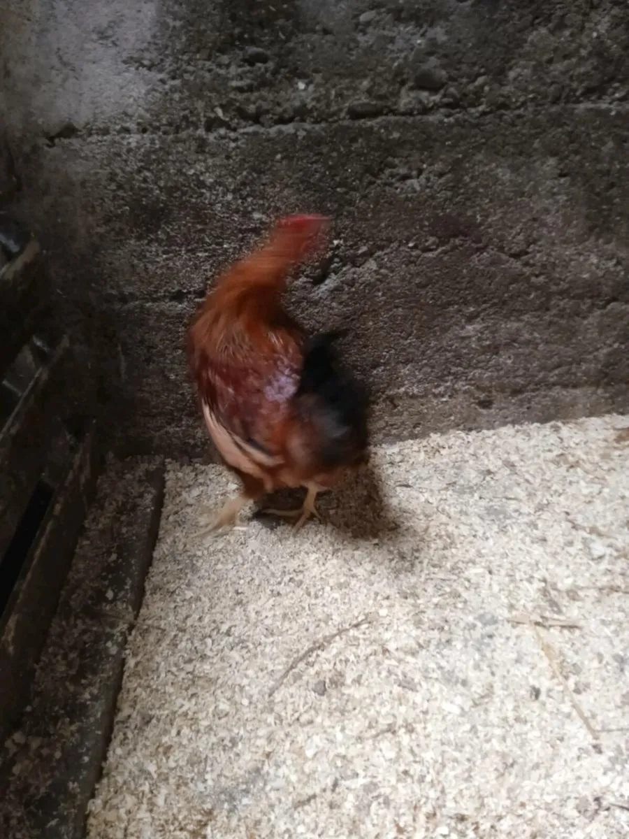 Rooster - Image 3