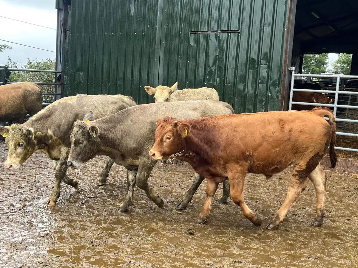 8 super  300 kg continental bullocks - Image 1