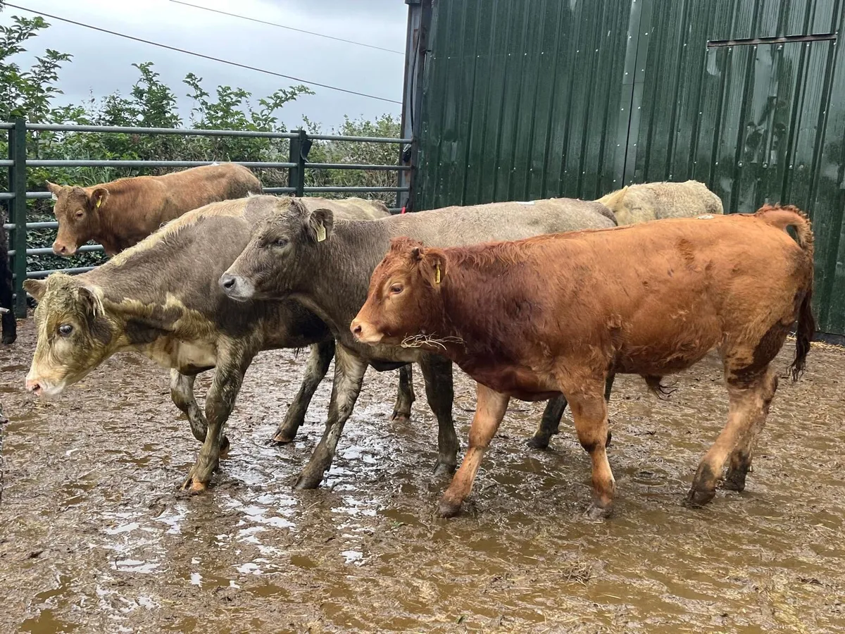 8 super  300 kg continental bullocks - Image 2